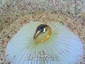 Bague clips cabochon Bague clips cabochon