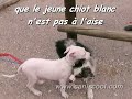 Les classes chiots