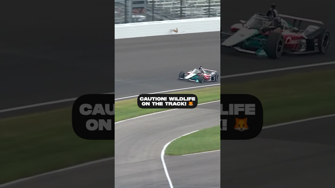 A WHAT on the track?! 🦊🤣 #indycar #racing #indy500