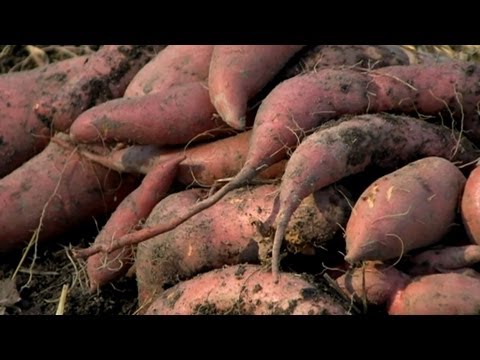 how to harvest and store sweet potatoes