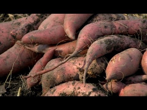 how to cure sweet potatoes