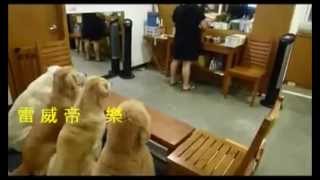 Japonesa ensina cães a orar antes do almoço