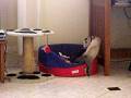 videos de Sushi e Socks 2
