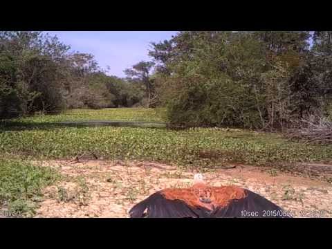 Hawk sunbathing along river