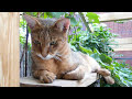 1 Year-Old F1 Chausie