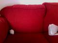 videos de hamstro
