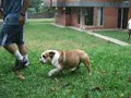 misbulldogs.com - Padrote Bulldog - Lothar misbulldogs.com - Padrote Bulldog - Lothar