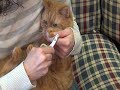 Safari&reg; Nail Trimmer for Cats