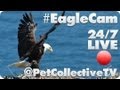 #EagleCam @PetCollectiveTV - YouTube