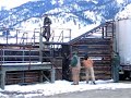 Yellowstone Bison Being Shipped to Slaughterhouse