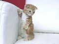耳折れマンチカンこま君がマーサスミスに居た頃の映像です。一緒に写っているのは兄弟マンチカンの歳三君とスコティッシュフォールドの虎鉄君。３匹の子猫が道行く人やカメラを楽しんでいる人達に最高の癒しを与えてくれていました・・