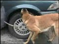 Scent Detection Training by Spratly K9