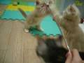 videos de P1010804-1-1.wmv