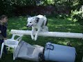 Training Lexie over the summer