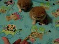 Persian Kittens 3wks old 11 15 09.wmv