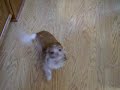Shangool the TapDancing Chihuahua