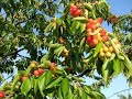 le temps des cerises