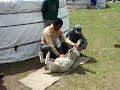 How mongolians kill a sheep
