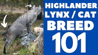 Highlander Lynx/Cat 101 : Breed & Personality