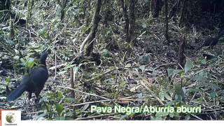 Animales de fauna silvestre en cámara