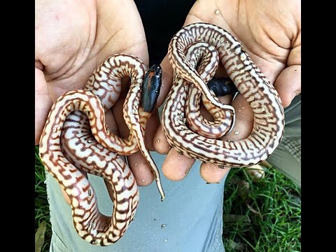 YouTube reptile video