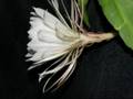 Night Blooming Cereus