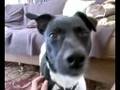 my dog ferdinand