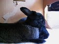 Puffer grooms Bunson