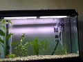 Acquario