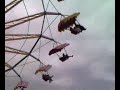 Carosel riding