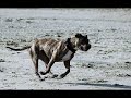 This video is about the poor unwanted dogs and cats out there that are in shelters and need us to go and adopt them when thinking about getting a new pets. They are more thankful and everything. This video is my friends, here I am hoping to help and spread the word, Please adopt from your local shelter/pound/spca/whatever or share that message on with others thinking about it lets do our part to help out animals.
