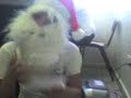 naicol navideña naicol navideña