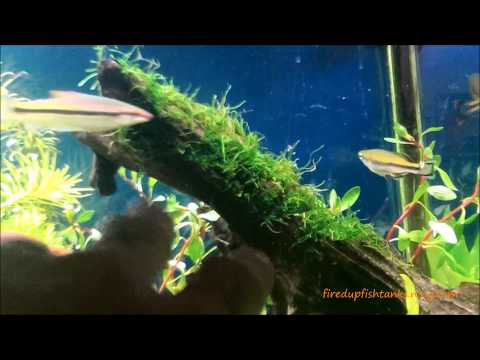 how to care java moss