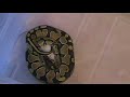 Monty the Ball Python in: Eating a Mouse Monty the Ball Python in: Eating a Mouse