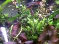 videos de the 40 gallon tank with cucumber