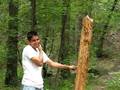Stud hit by a log