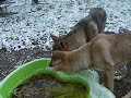 Premi�re neige de cet hiver