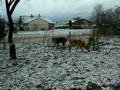 videos de Première neige de cet hiver