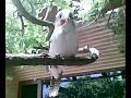 11122009.mp4