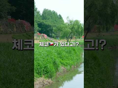 체코를 양재천에서 만난다고?!!