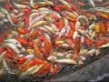 Koi feeding frenzy Koi feeding frenzy