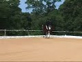 Dressage: Wonderful imported FEI young horse for sale