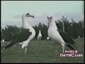 animales graciosos