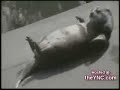 animales    graciosos
