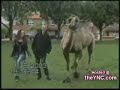 animales graciosos