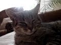POUPOUCE