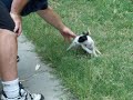 Zenoah Playing with  B