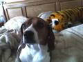 My beagle Washa