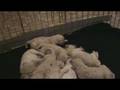 gypsy puppies week 4