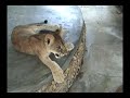Lion Cub Lion Cub